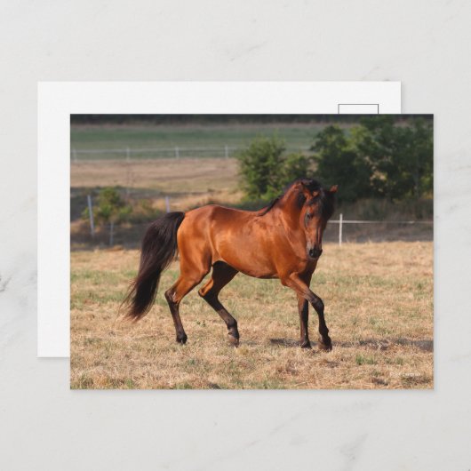 ボブラングリシュ |ベイアラブ歩く ポストカード (正面/裏面)