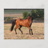 ボブラングリシュ |ベイアラブ歩く ポストカード (正面)