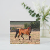 ボブラングリシュ |ベイアラブ歩く ポストカード (スタンド正面)