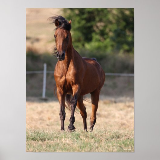 ボブラングリシュ |ベイアラブ立ち吹マネ ポスター (正面)