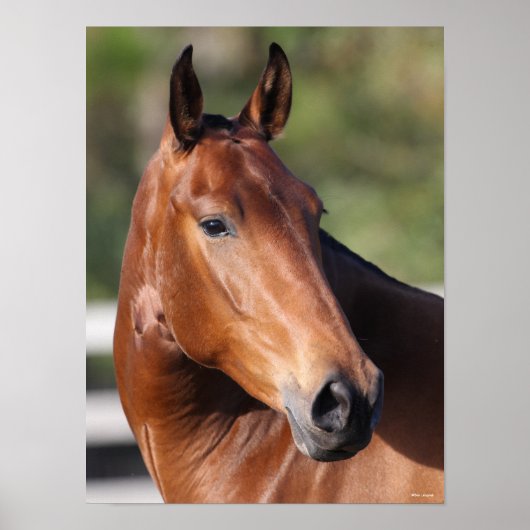 ボブラングリシュ |ベイアンダルシアのヘッドショット ポスター (正面)