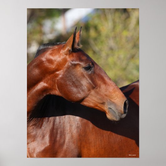 ボブラングリシュ |ベイアンダルシアのヘッドショット ポスター (正面)