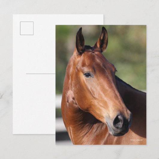 ボブラングリシュ |ベイアンダルシアのヘッドショット ポストカード (正面/裏面)