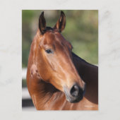 ボブラングリシュ |ベイアンダルシアのヘッドショット ポストカード (正面)