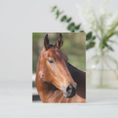 ボブラングリシュ |ベイアンダルシアのヘッドショット ポストカード (スタンド正面)