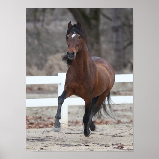 ボブラングリシュ |ベイアンダルシアランニングンスタリオン ポスター (正面)