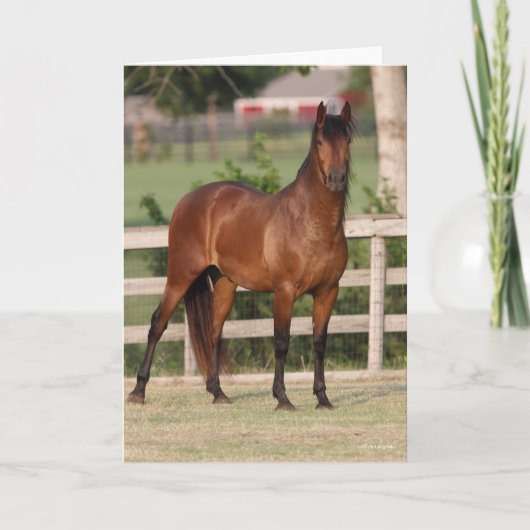 ボブラングリシュ |ベイアンダルシアンスタンディング カード (正面)