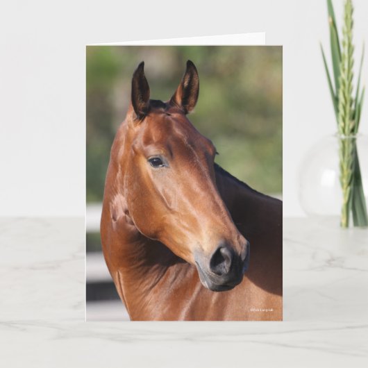 ボブラングリシュ |ベイアンダルシアンヘッドショット カード (正面)