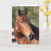 ボブラングリシュ |ベイアンダルシアンヘッドショット カード (黄色い花)