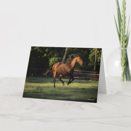 ボブラングリシュ |ベイアンダルシアンホースランニングズ カード (正面)