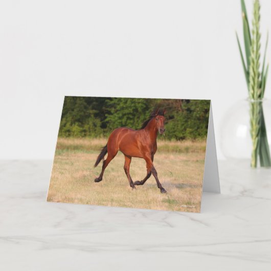 ボブラングリシュ |ベイアンダルシアン子馬インフィールド カード (正面)