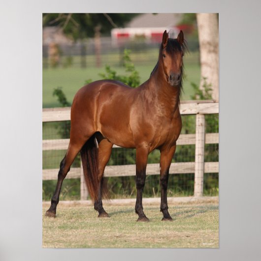 ボブラングリシュ |ベイアンダルシア立ち ポスター (正面)