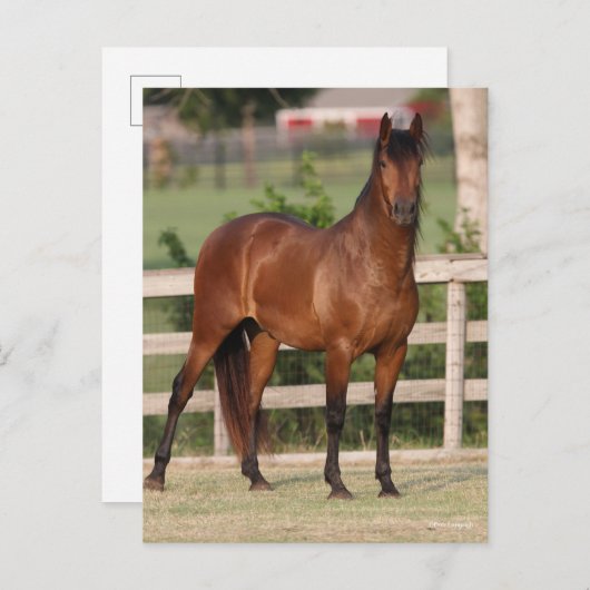 ボブラングリシュ |ベイアンダルシア立ち ポストカード (正面/裏面)