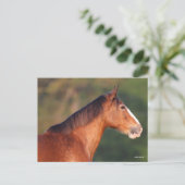 ボブラングリシュ |ベイクライデールのヘッドショット ポストカード (スタンド正面)