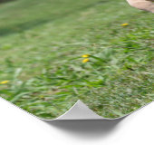 ボブラングリシュ |ミニチュアポニーフォール歩く ポスター (角)