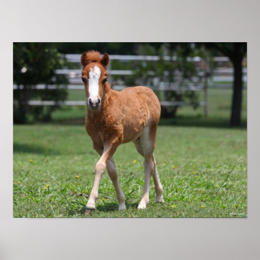 ボブラングリシュ |ミニチュアポニーフォール歩く ポスター (正面)