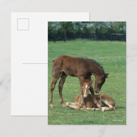 ボブラングリシュ モーガン・ホース・フォール遊ズx 2 ポストカード (正面/裏面)