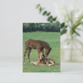 ボブラングリシュ モーガン・ホース・フォール遊ズx 2 ポストカード (スタンド正面)