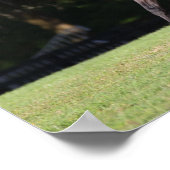 ボブラングリシュ |ライトベイLusitanoランニングの ポスター (角)