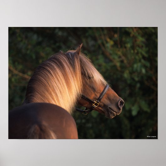 ボブラングリシュ |ロッキー山馬のヘッドショット ポスター (正面)