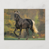 ボブラングリシュ ロッキー山馬秋 ポストカード (正面)