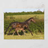 ボブラングリシュ |ワルムクロード・マーレとフォーアル・歩く ポストカード (正面)