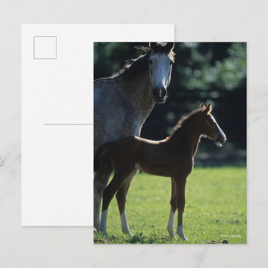 ボブラングリシュ |ワルムクロード・マーレとフォール・バックライト ポストカード (正面/裏面)