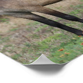 ボブラングリシュ |一緒に立つ3つのポニー ポスター (角)