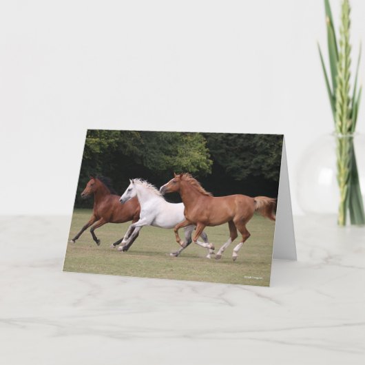 ボブラングリシュ |三つのアラブ馬のランニング カード (正面)