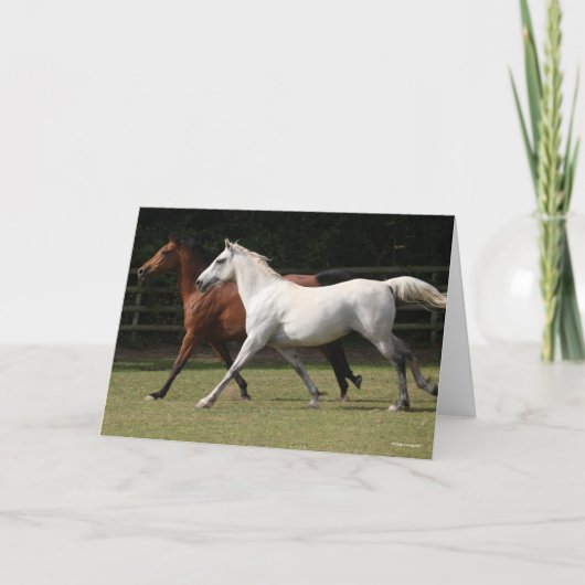 ボブラングリシュ |二人のアラブ人馬が一緒に走る カード (正面)