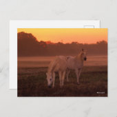 ボブラングリシュ |二頭の灰色のアラブの馬が立っている ポストカード (正面/裏面)