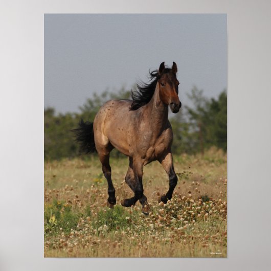 ボブラングリシュ |四分ランニングの馬の花 ポスター (正面)