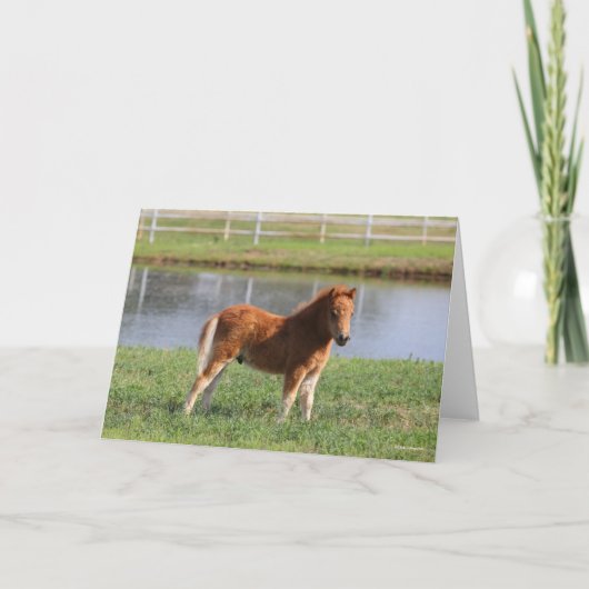 ボブラングリシュ |小型のポニーフォール立ち上がり カード (正面)