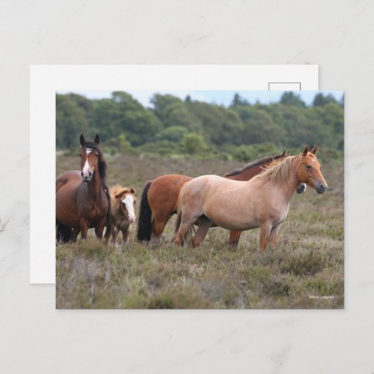 ボブラングリシュ |新しいフォレストポニーとフォール ポストカード (正面/裏面)