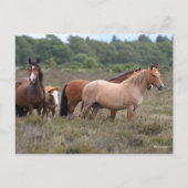 ボブラングリシュ |新しいフォレストポニーとフォール ポストカード (正面)