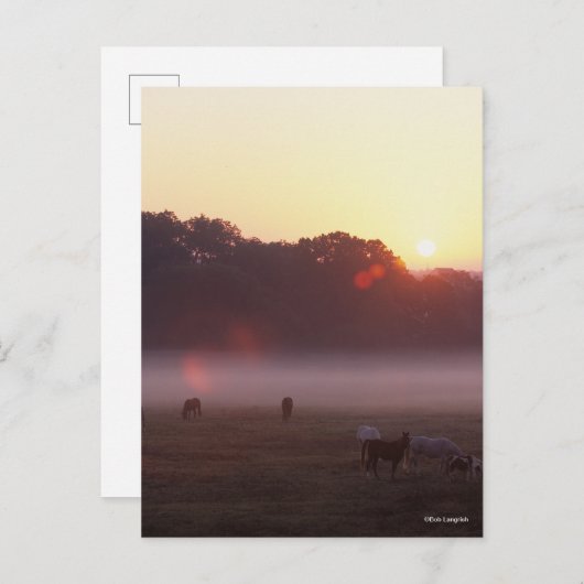 ボブラングリシュ |日の出でアラブの馬が放牧 ポストカード (正面/裏面)