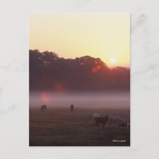 ボブラングリシュ |日の出でアラブの馬が放牧 ポストカード (正面)