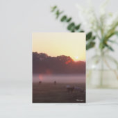 ボブラングリシュ |日の出でアラブの馬が放牧 ポストカード (スタンド正面)