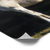 ボブラングリシュ |日光の下に立つ2つのアラブの島 ポスター (角)