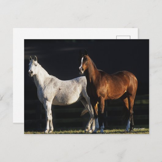 ボブラングリシュ |日光の下に立つ2つのアラブの島 ポストカード (正面/裏面)