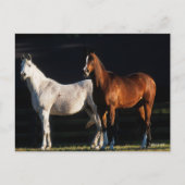 ボブラングリシュ |日光の下に立つ2つのアラブの島 ポストカード (正面)