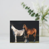 ボブラングリシュ |日光の下に立つ2つのアラブの島 ポストカード (スタンド正面)