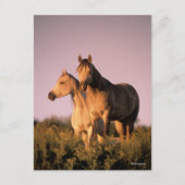 ボブラングリシュ |日没に立つアラブの馬2頭 ポストカード (正面)