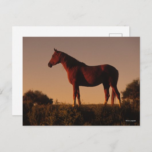 ボブラングリシュ |日没に立つアラブ ポストカード (正面/裏面)