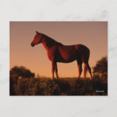 ボブラングリシュ |日没に立つアラブ ポストカード (正面)