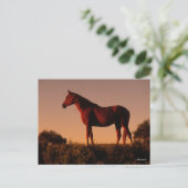 ボブラングリシュ |日没に立つアラブ ポストカード (スタンド正面)