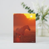 ボブラングリシュ |日没に立つ灰色のアラブ ポストカード (スタンド正面)