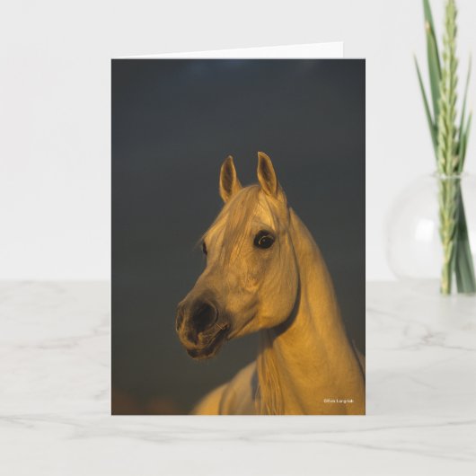 ボブラングリシュ |日没のアラブのグレーヘッドショット カード (正面)