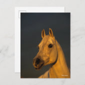 ボブラングリシュ |日没のアラブのグレーヘッドショット ポストカード (正面/裏面)