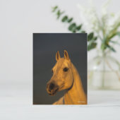 ボブラングリシュ |日没のアラブのグレーヘッドショット ポストカード (スタンド正面)